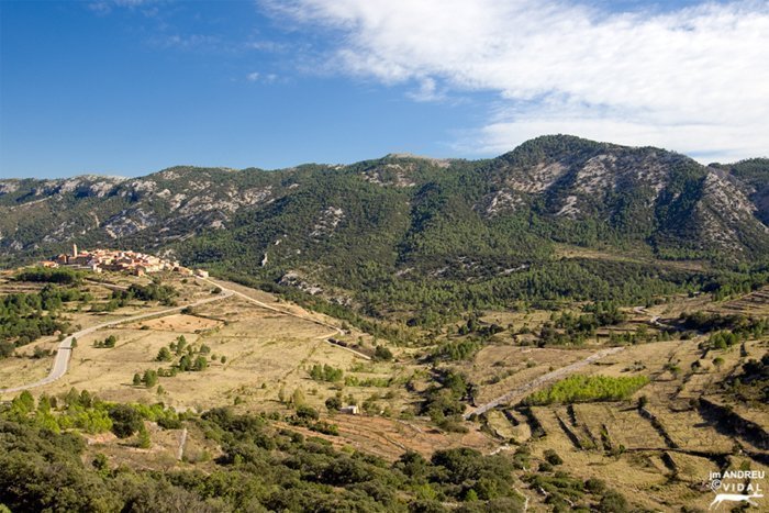 ballestar tinensa benifassa