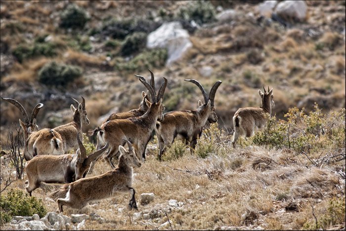 tinensa benifassa cabras
